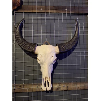 Waterbuffel schedel XL 1