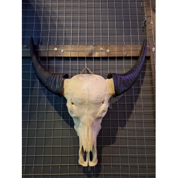 Waterbuffel schedel 1 XL
