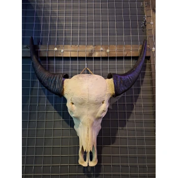 Waterbuffel schedel 1 XL