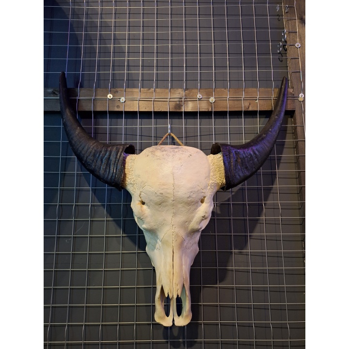 Waterbuffel schedel 1 XL