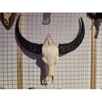 Waterbuffel schedel XL 1