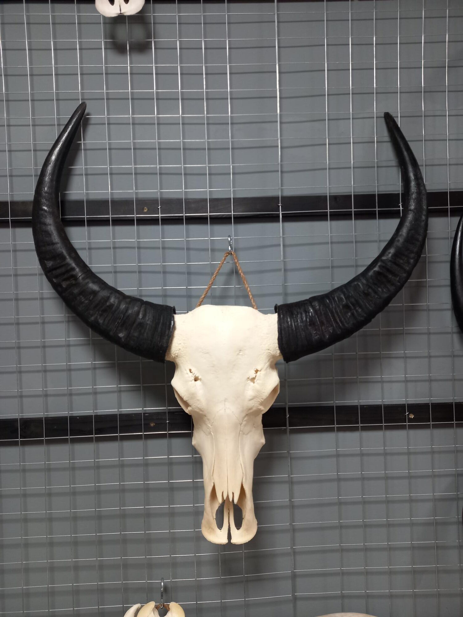 Waterbuffel schedel XL 1