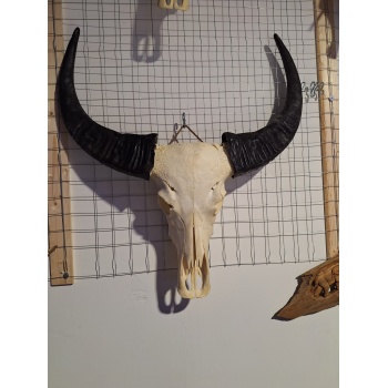 Buffel schedel XL 1