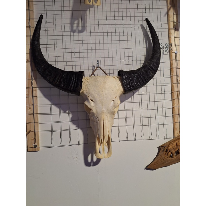 Buffel schedel XL 1