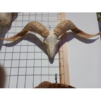 Ram schedel 1