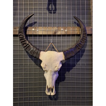 Waterbuffel schedel 4