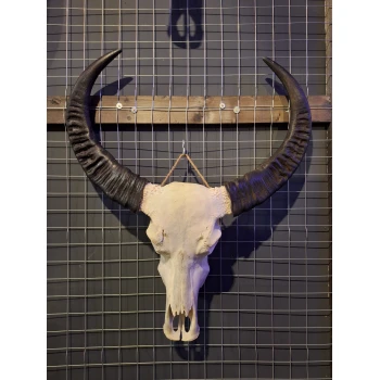 Waterbuffel schedel 4