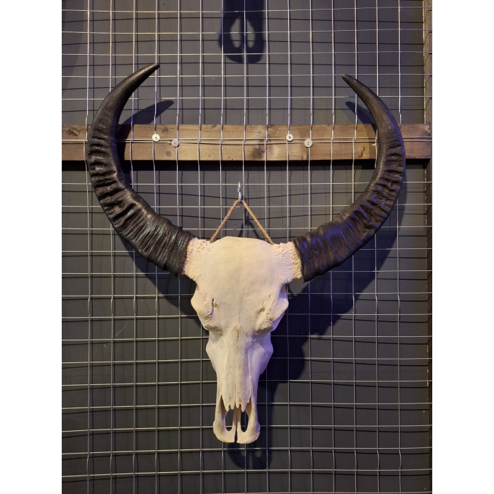 Waterbuffel schedel 4