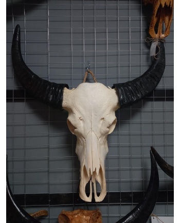 Waterbuffel schedel XL