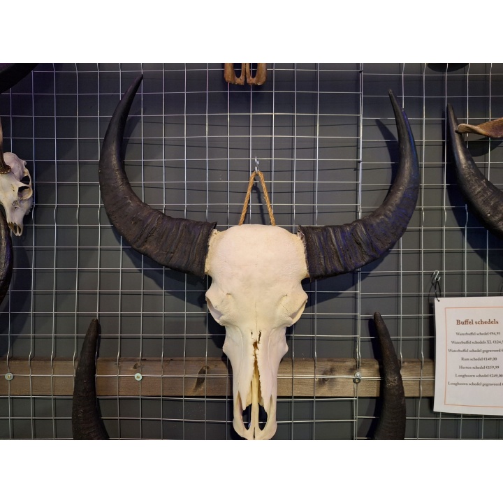 Waterbuffel schedel 1