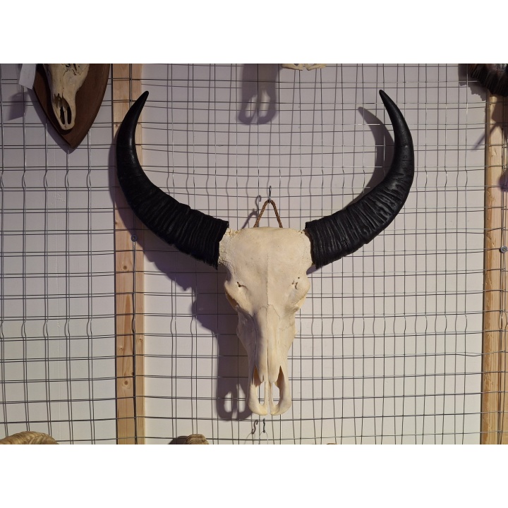Waterbuffel schedel 1