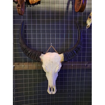 Waterbuffel schedel 3