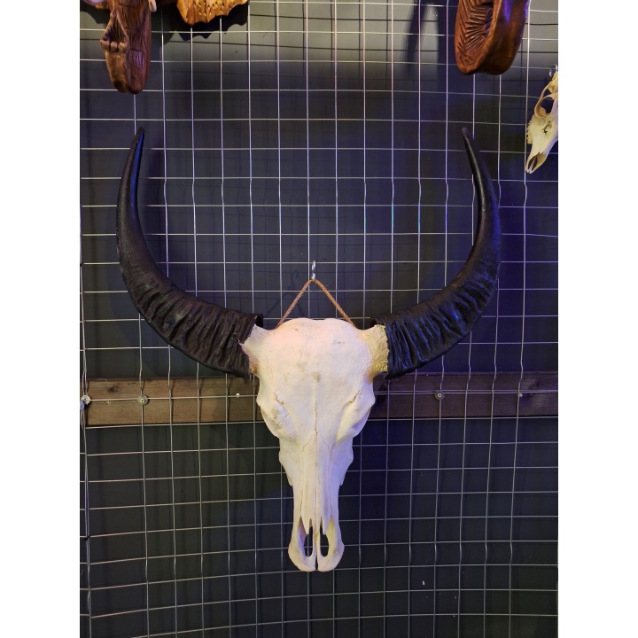 buffel schedel 3 Waterbuffel schedel 3