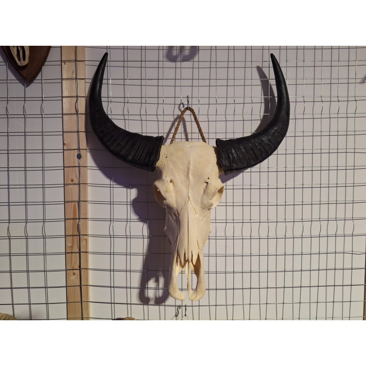 Waterbuffel schedel 3