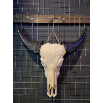 Waterbuffel schedel 3