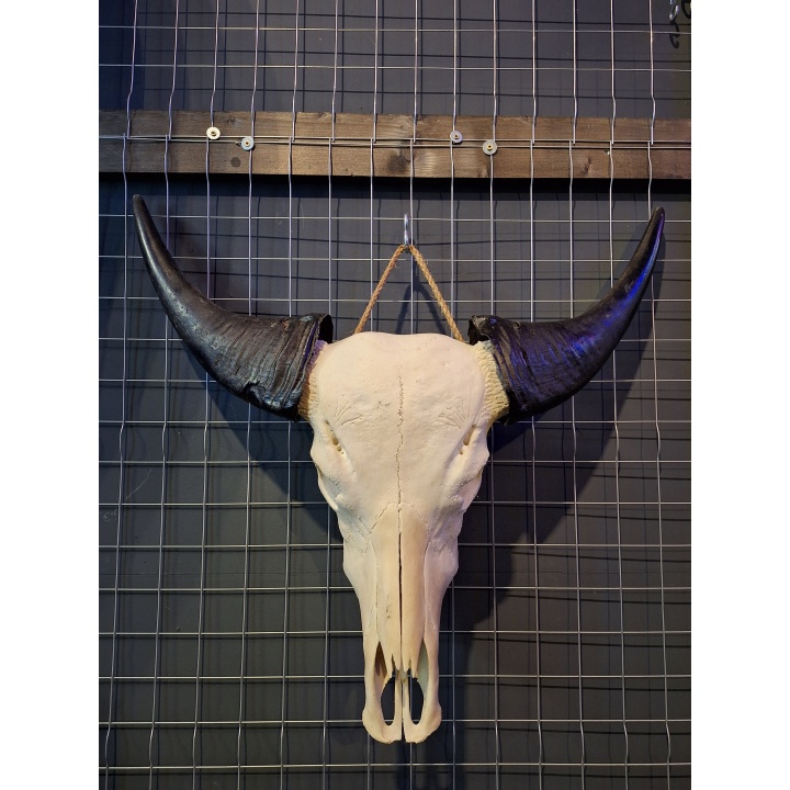 Waterbuffel schedel 3