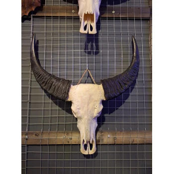 Waterbuffel schedel XL 3