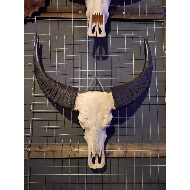 Waterbuffel schedel XL 3