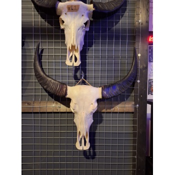 Waterbuffel schedel XL 2