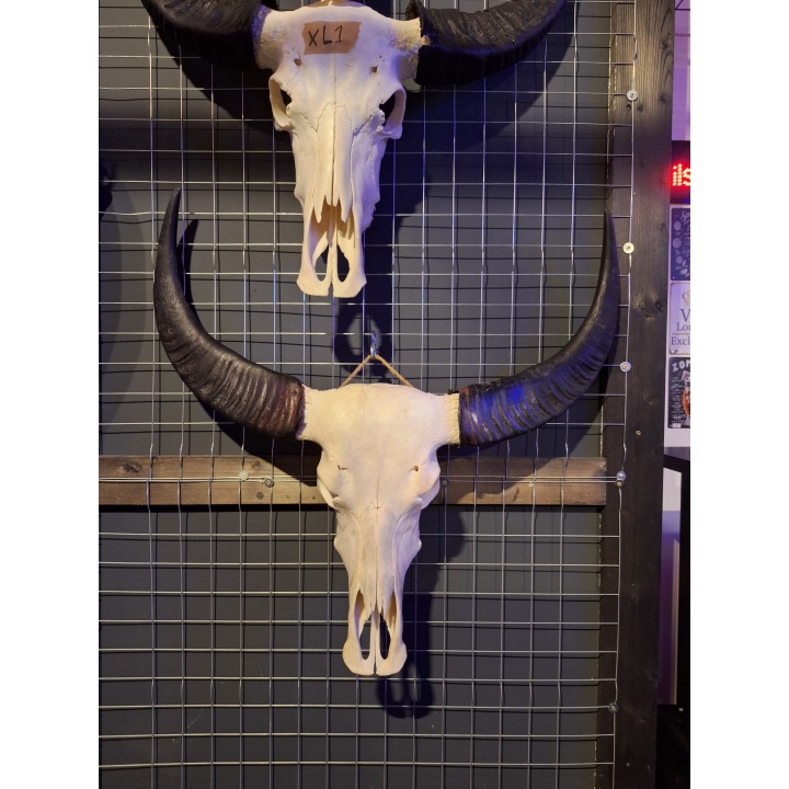 20251008_114433 Waterbuffel schedel XL 2