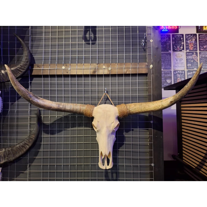 20251008_120117 Longhoorn schedel 1