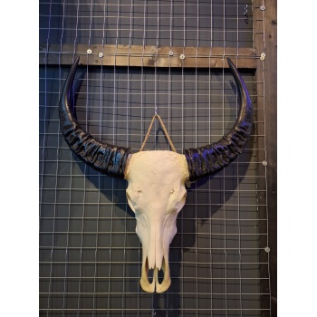 Waterbuffel schedel 2 XL