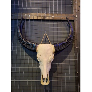 Waterbuffel schedel 2 XL