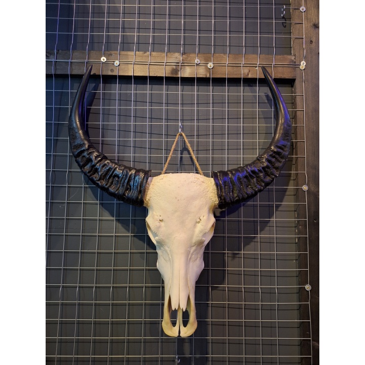 Waterbuffel schedel 2 XL