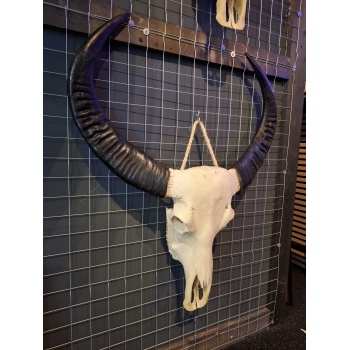 Waterbuffel schedel XL 3