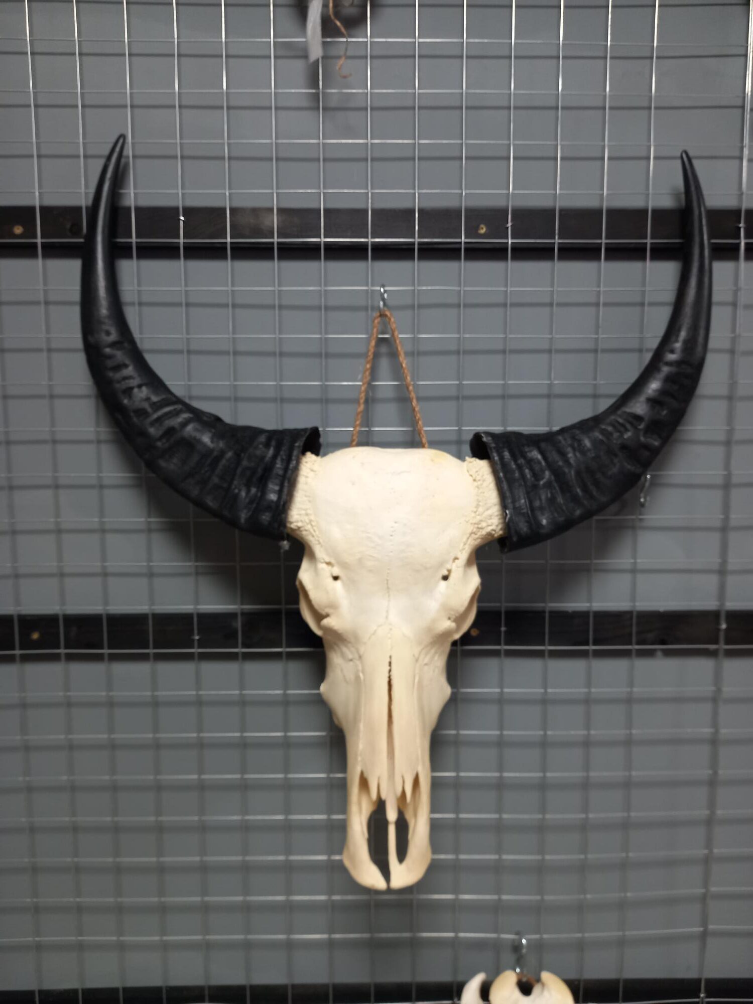 Waterbuffel schedel 2