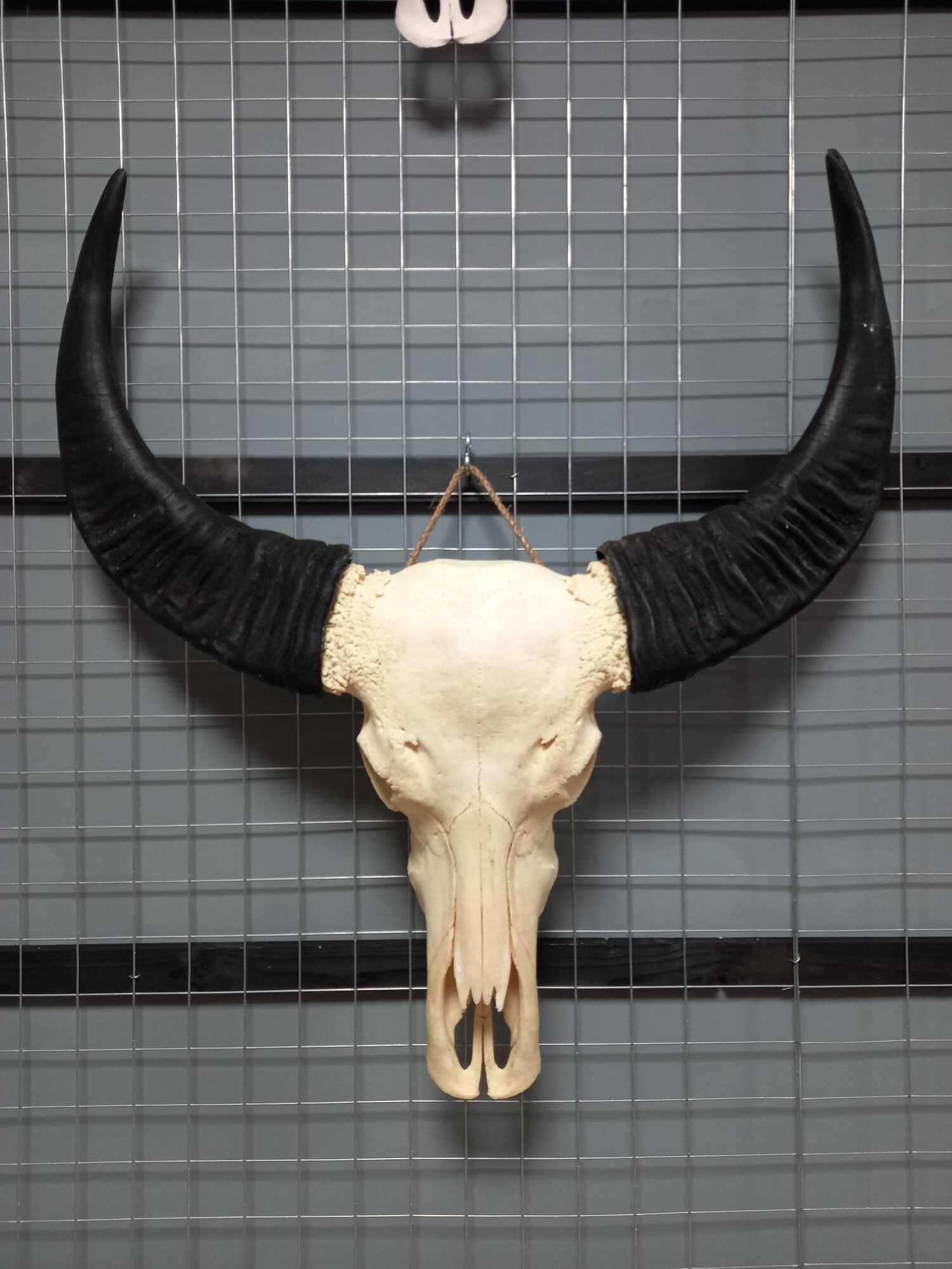 Waterbuffel schedel 4