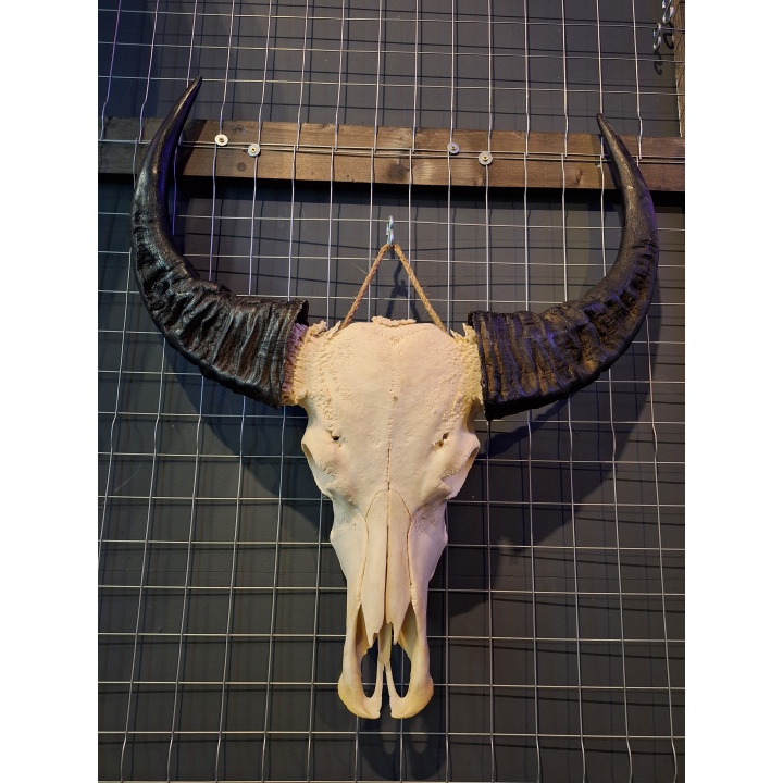 Waterbuffel schedel 2