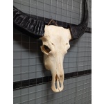 Waterbuffel schedel XL 3