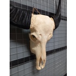 Waterbuffel schedel 4