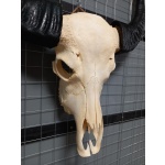 Waterbuffel schedel XL 5