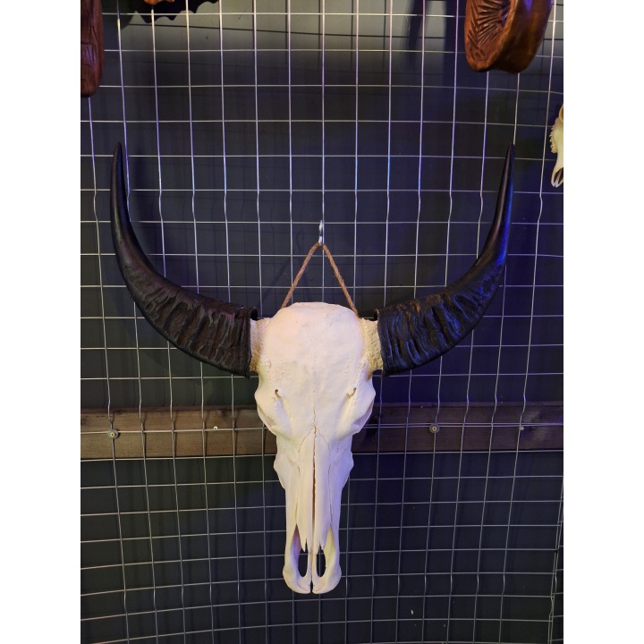 buffel schedel 2 Waterbuffel schedel 2