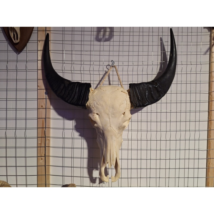 Waterbuffel schedel 2