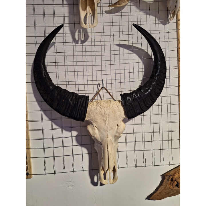Waterbuffel schedel XL 3