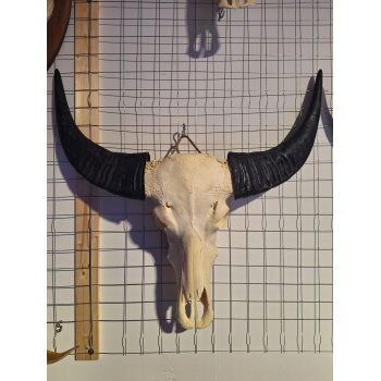 Waterbuffel schedel XL 2