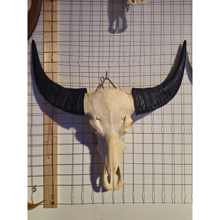 Waterbuffel schedel XL 2