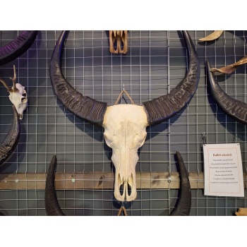 Waterbuffel schedel XL 6