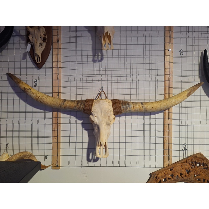 Longhoorn schedel 1
