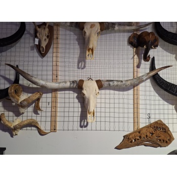 Longhoorn schedel 1