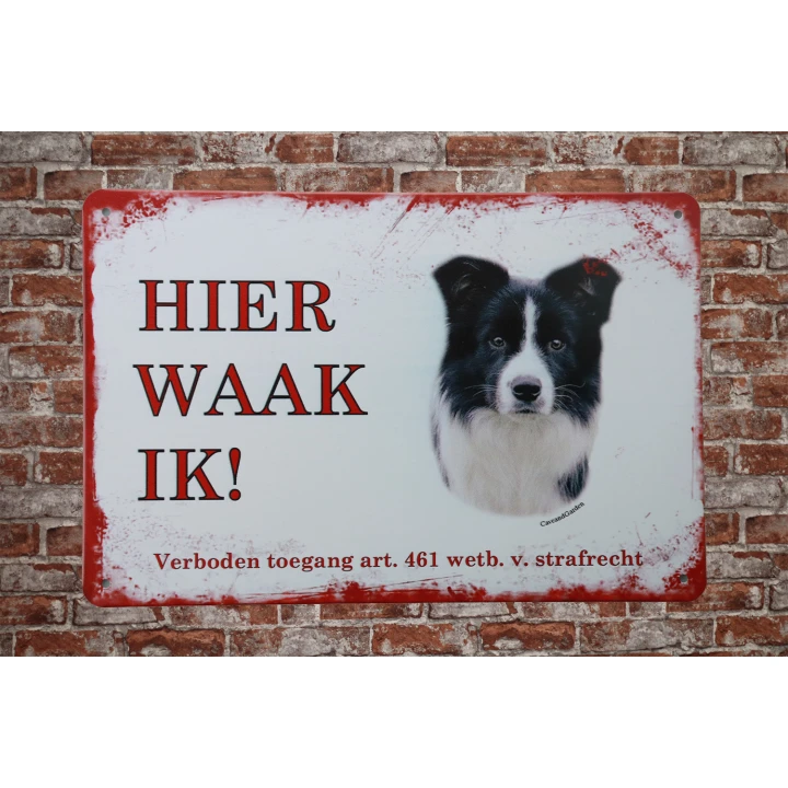 31378 border collie