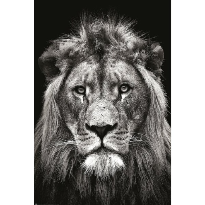 Lion Black & White Poster