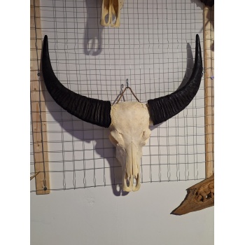 Waterbuffel schedel XL 4