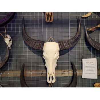 Waterbuffel schedel XL 4