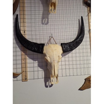 Waterbuffel schedel XXL