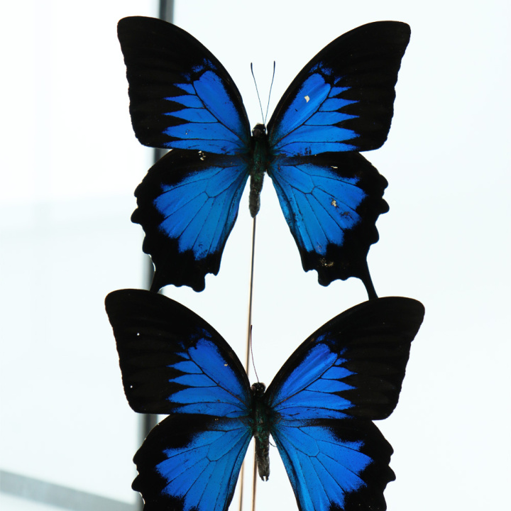 22270-3-Papilio Ulysses-vierkante-stolp-closeup