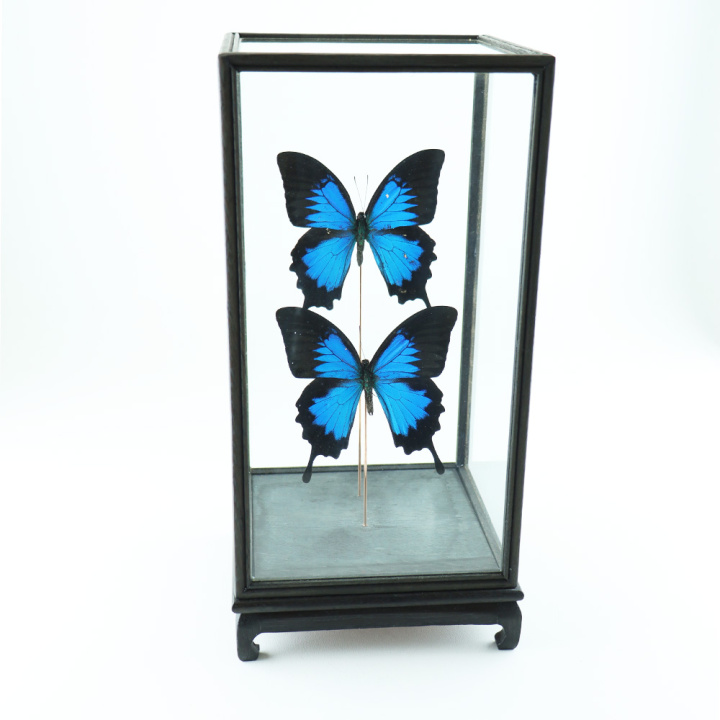 22270-3-Papilio Ulysses-vierkante-stolp-voor Papilio Ulysses in vierkante stolp